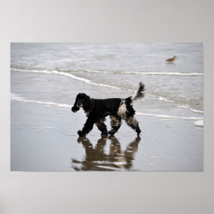 Englischer Cocker Spaniel am Strand Poster