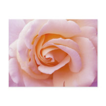 Englischer Garten Peach and Pink Rose