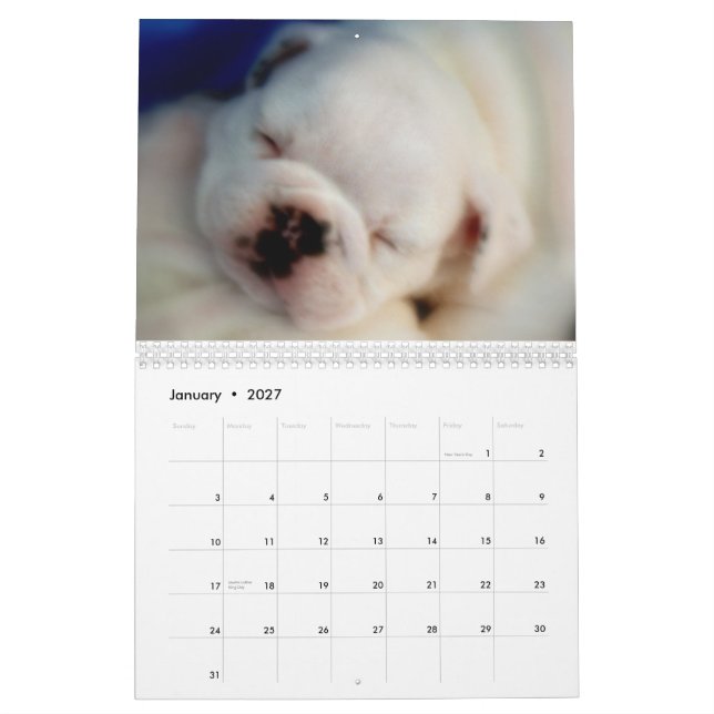 Englischer Kalender der Bulldoggen-Welpen-2012 (Jan 2027)