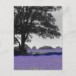Englischer Lavendel Postkarte