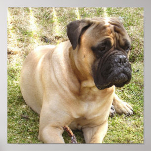 Englischer Mastiff-Plakat-Druck Poster