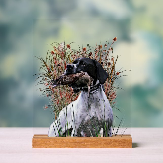 Englischer Pointer  Acrylschild (Neutral)