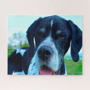 Englischer Pointer. Puzzle
