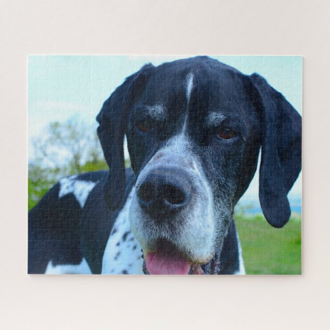 Englischer Pointer. Puzzle (Horizontal)