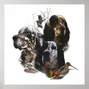 Englischer Setter, Vogeljagd Poster