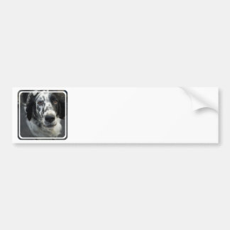 Englischer Setzer-HundeAutoaufkleber Autoaufkleber