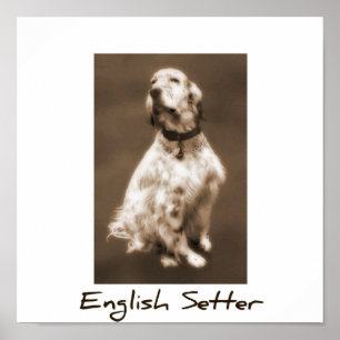 Englischer Setzer Poster