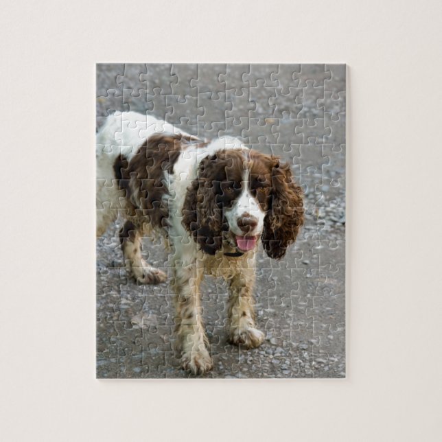 englischer Springer Spaniel full.png Puzzle (Vertikal)