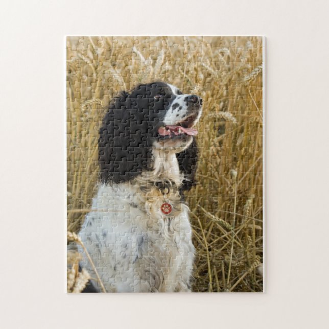 englischer Springer Spaniel in wheat.png Puzzle (Vertikal)