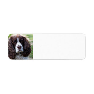 englischer Springer spaniel.png