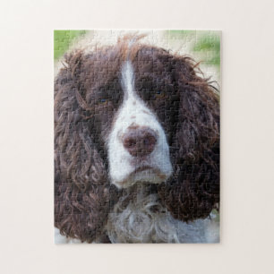 englischer Springer spaniel.png Puzzle