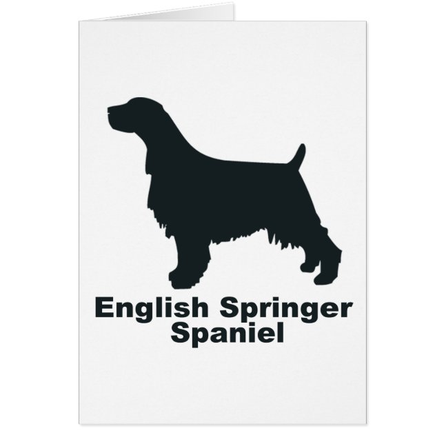 Englischer SpringerSpaniel (Vorne)