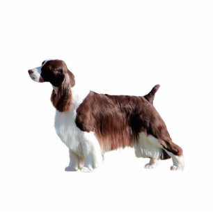 Englischer SpringerSpaniel Fotoskulptur Ornament