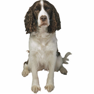 Englischer SpringerSpaniel Freistehende Fotoskulptur