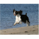 Englischer SpringerSpaniel Freistehende Fotoskulptur<br><div class="desc">Englischer SpringerSpaniel</div>