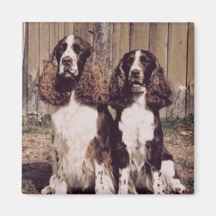Englischer Springerspaniel-Magnet Magnet