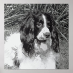 Englischer Springerspaniel-Plakat Poster