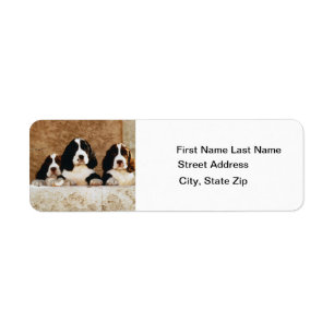 Englischer Springerspaniel-Welpen