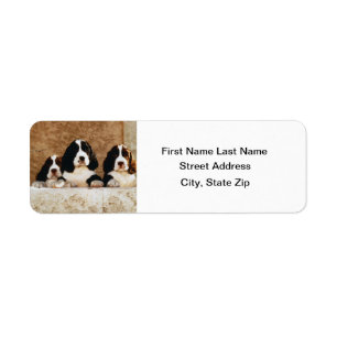 Englischer Springerspaniel-Welpen
