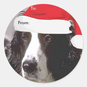 Englischer SpringerSpaniel zu/von Runder Aufkleber