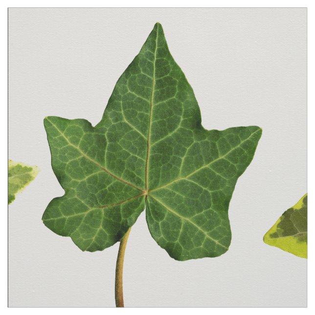 Englisches Efeu-Blätter Stoff (Muster)