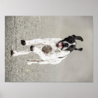 Englisches Pointer Poster