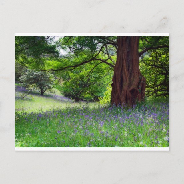 English Bluebells Postkarte (Vorderseite)