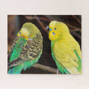 English Budgie Parakeet Bird Puzzle