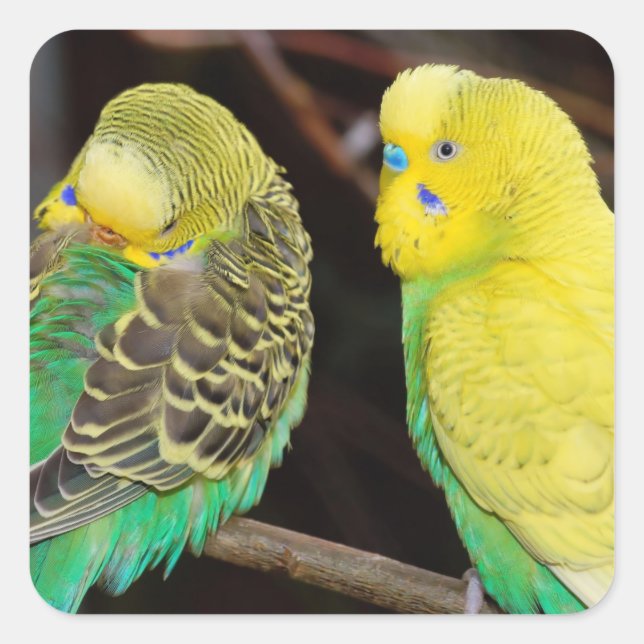 English Budgie Parakeet Bird Quadratischer Aufkleber (Vorderseite)