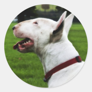 English Bull Terrier Runder Aufkleber