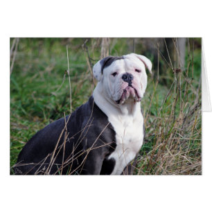 English Bulldog