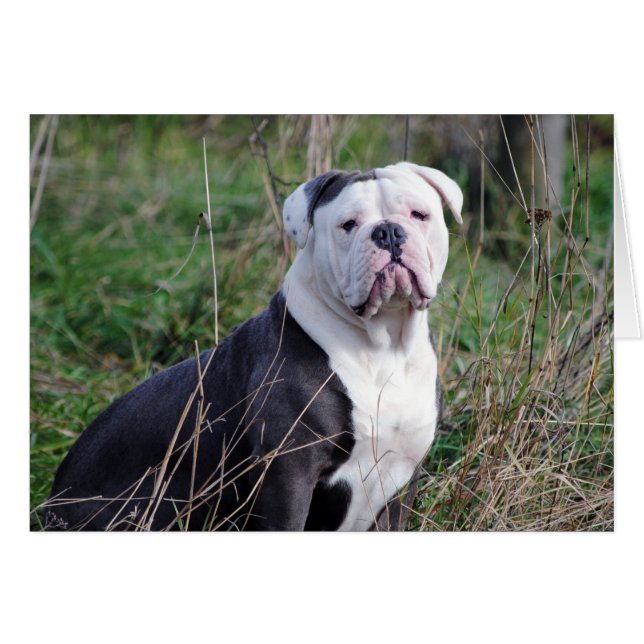 English Bulldog (Vorderseite (Horizontal))