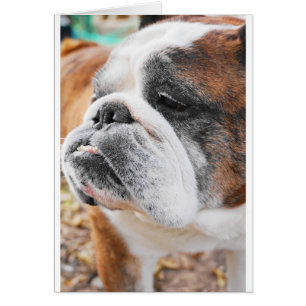 English Bulldog