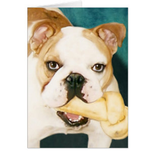 English Bulldog "Adagio"