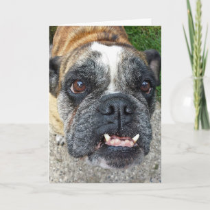 English Bulldog Birthday Karte