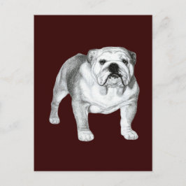 English Bulldog - Bleistift Zeichnend Postkarte