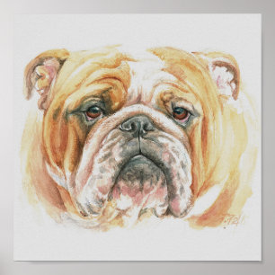 English Bulldog face Watercolor Poster