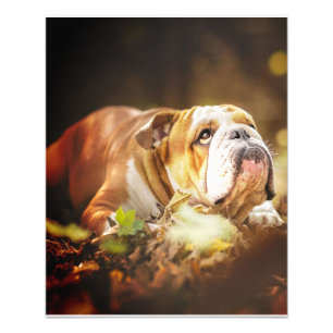 English Bulldog Forest Foto