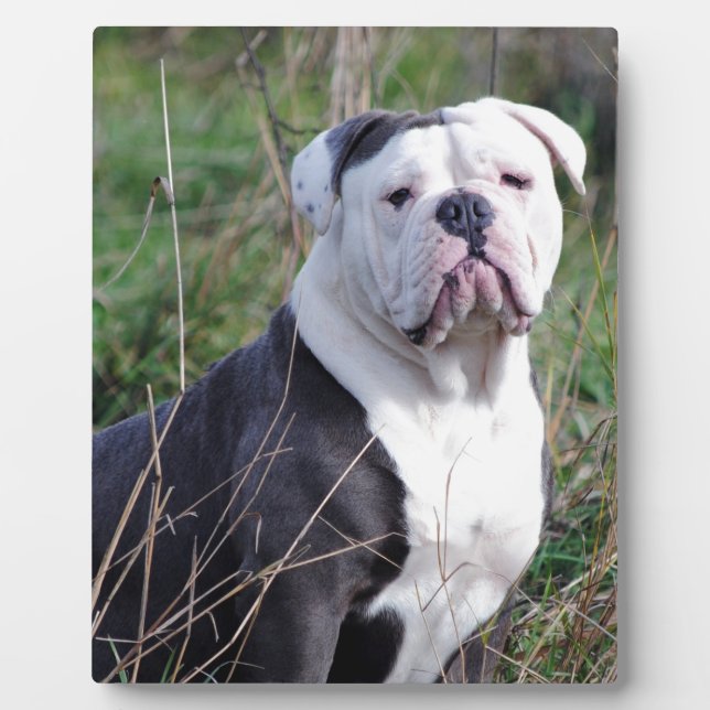 English Bulldog Fotoplatte (Vorderseite)