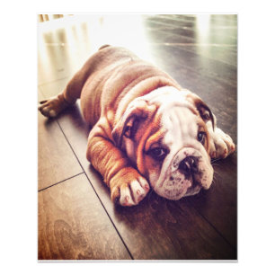 English Bulldog Lying Dog Hundebahn Foto