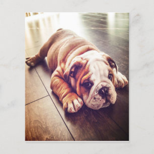English Bulldog Lying Dog   Hundebahn Foto Flyer