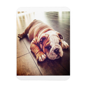 English Bulldog Lying Dog   Hundebahn Foto Magnet