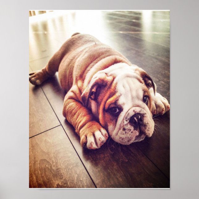 English Bulldog Lying Dog | Hundebahn Foto Poster (Vorne)