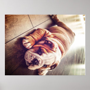 English Bulldog Lying Dog   Hundebahn Foto Poster