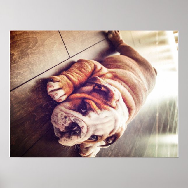 English Bulldog Lying Dog | Hundebahn Foto Poster (Vorne)