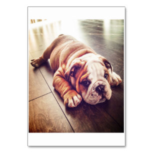 English Bulldog Lying Dog Hundebahn Foto Tischnummer