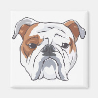 English Bulldog