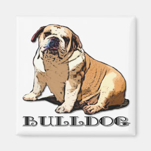 English Bulldog-Magnet Magnet