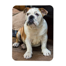 English Bulldog-Magnet Magnet