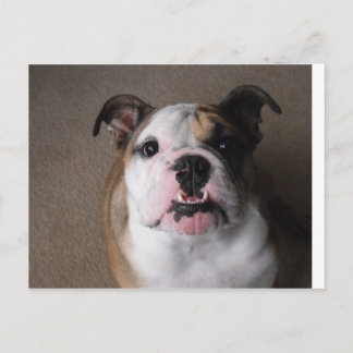 English Bulldog Postkarte